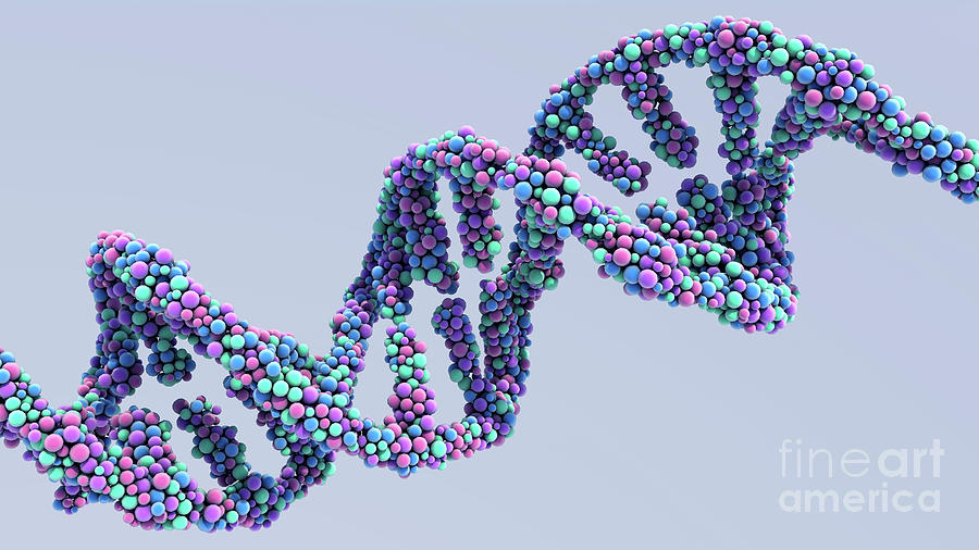 Dna Molecule Photograph by Design Cells/science Photo Library - Pixels