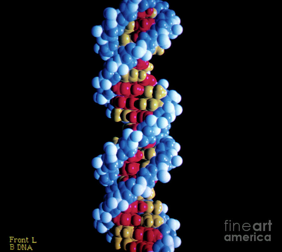 Computer Graphics Photograph - Dna Molecule #1 by Div. Of Computer Research & Technology/national Institute Of Health/science Photo Library