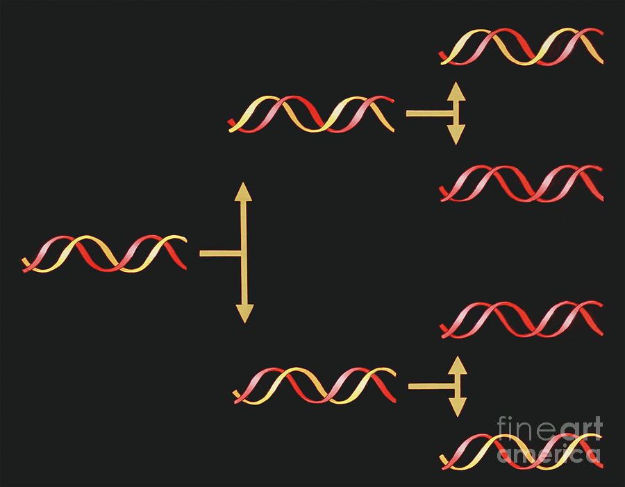 Dna Replication Photograph By Francis Leroy Biocosmosscience Photo Library Fine Art America 3853