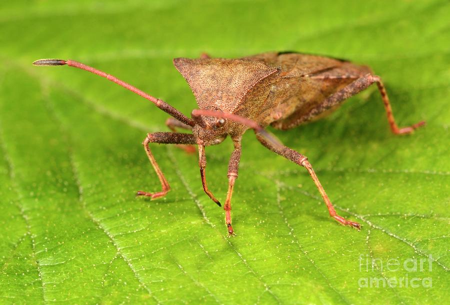 Insects Photograph - Dock Bug #1 by Nigel Downer/science Photo Library