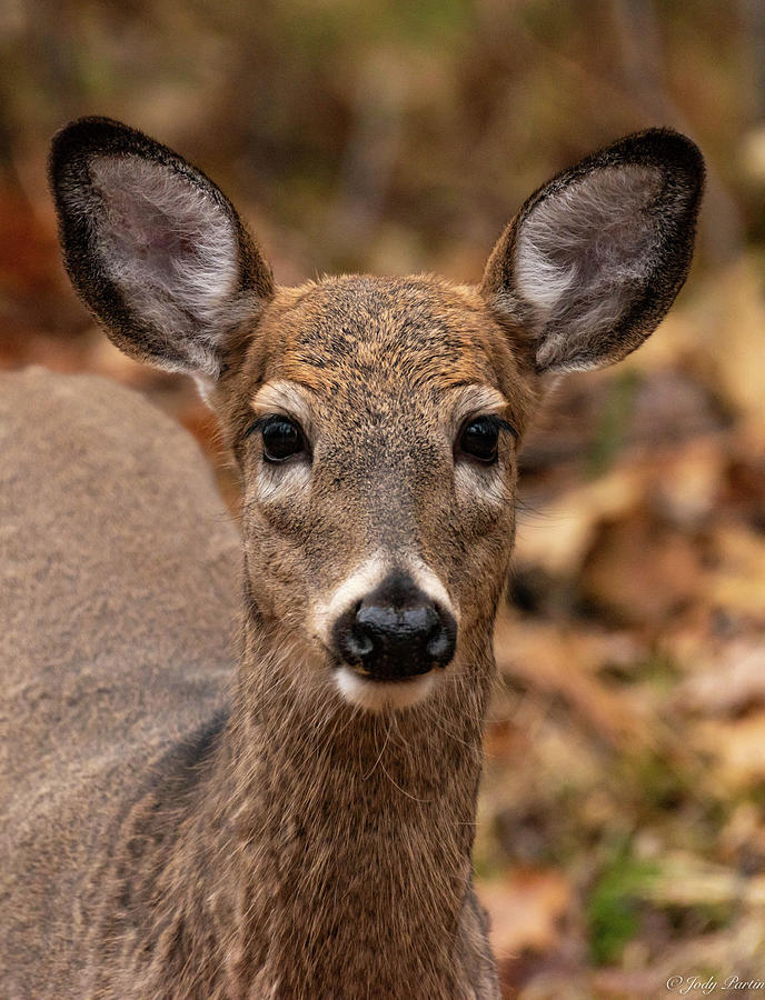 Doe a Deer #1 Photograph by Jody Partin
