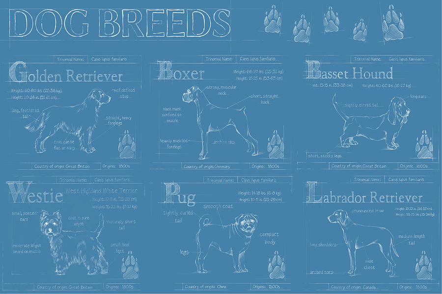 Dog Breeds Infograph #1 Painting by Ethan Harper