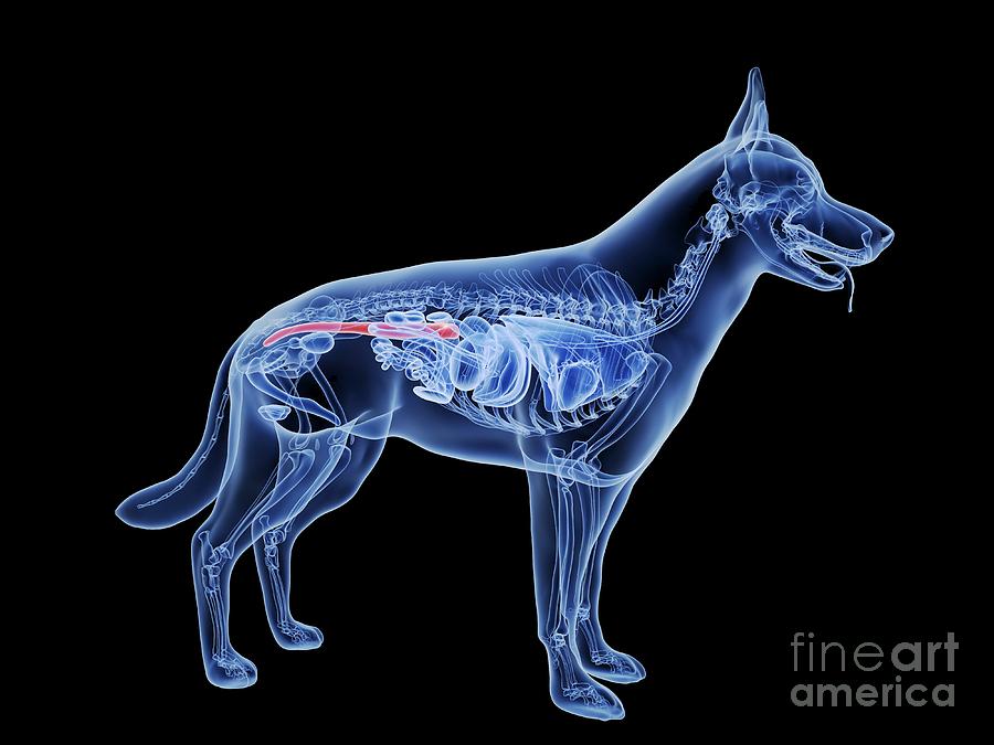 dog-large-intestine-photograph-by-sebastian-kaulitzki-science-photo