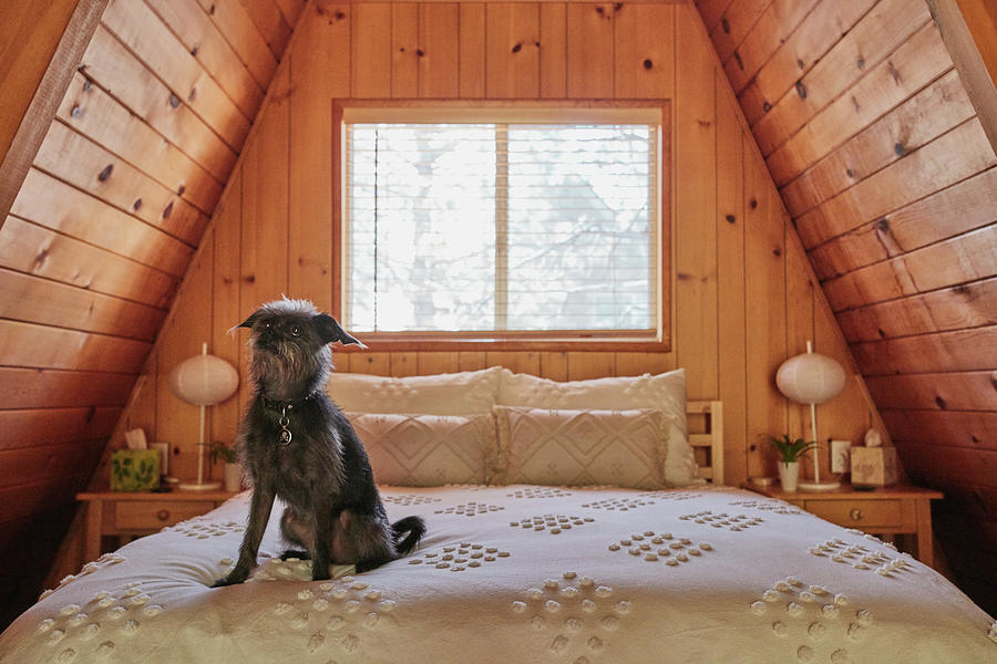 Architecture Digital Art - Dog On Bed In A-frame House #1 by Heshphoto