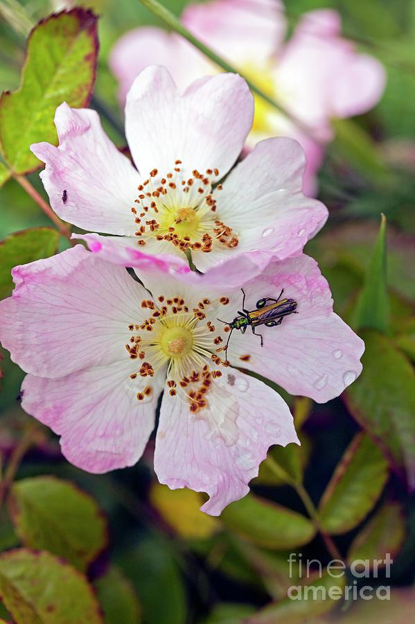 Dog Rose (rosa Canina) #1 Photograph by Dr Keith Wheeler/science Photo Library