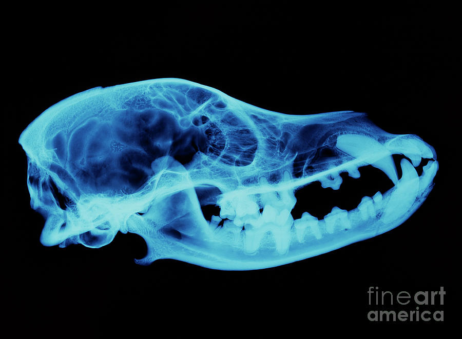 Dog Skull X-ray #1 Photograph by D. Roberts/science Photo Library