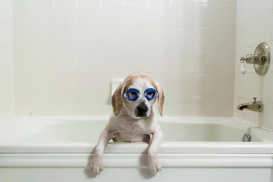 Dog bathtubs for store home