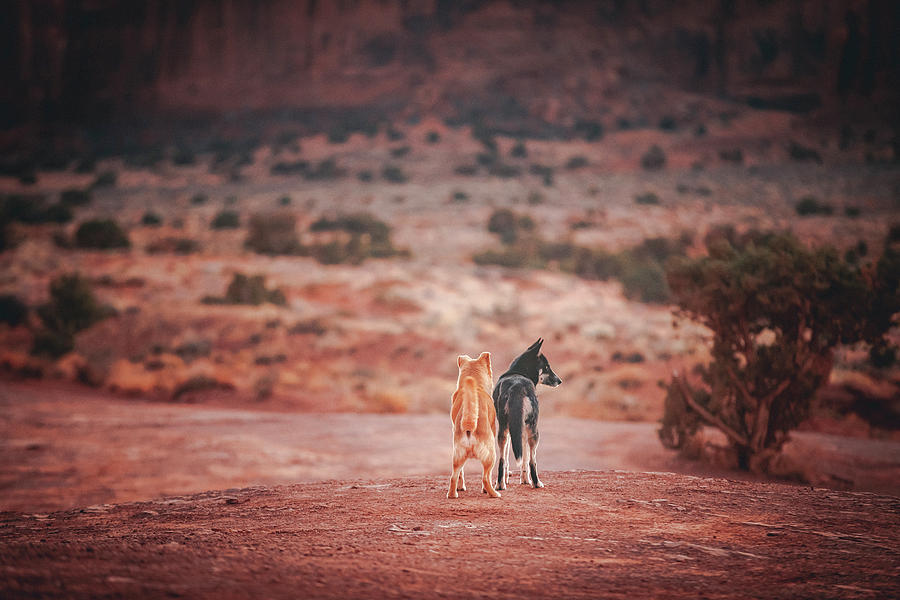 Nature Photograph - Dogs Are Standing In Monument Valley, Arizona #1 by Cavan Images