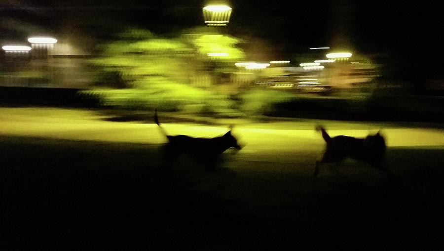 Dogs Chase Photograph