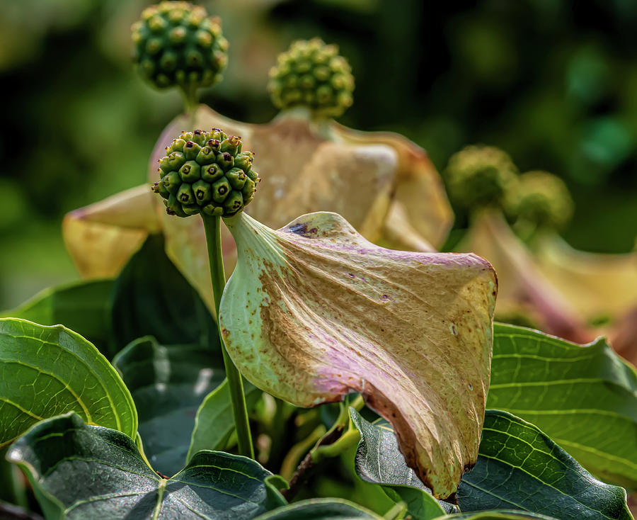 Dogwood Flowers #1 Photograph by Robert Ullmann