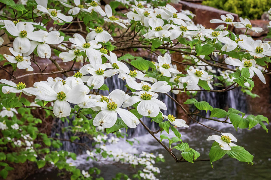 Dogwood waterfall #1 Photograph by Jack Clutter