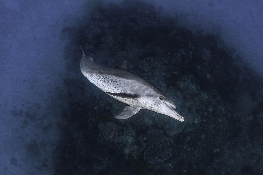 Dolphin #1 Photograph by Barathieu Gabriel