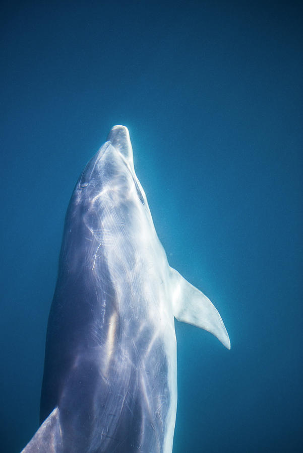 Fish Digital Art - Dolphin, Bay Of Islands, New Zealand #1 by Matt Williams-ellis
