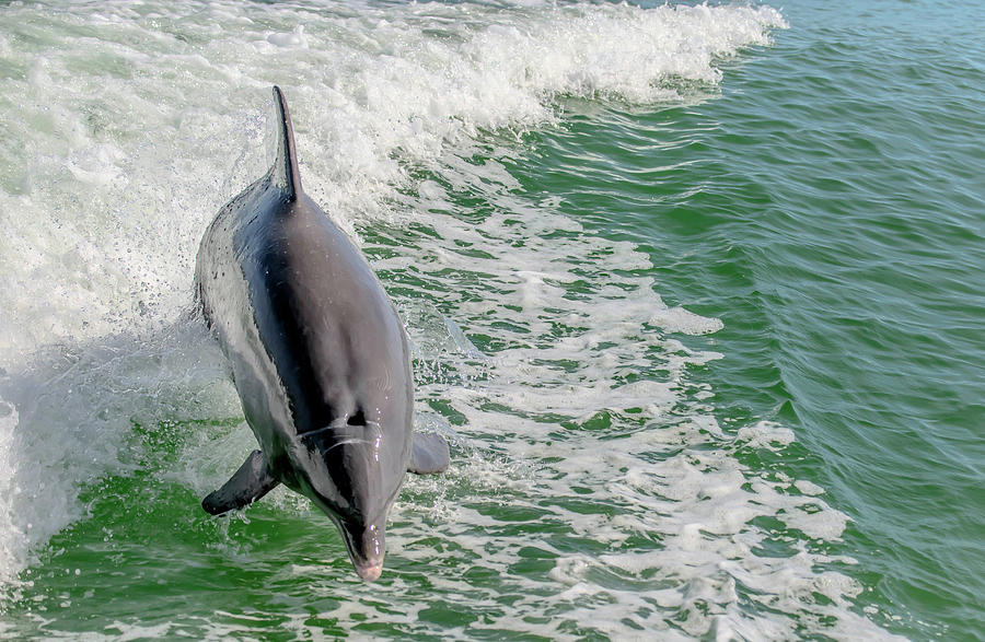 Dolphin    Photograph by Debra Kewley