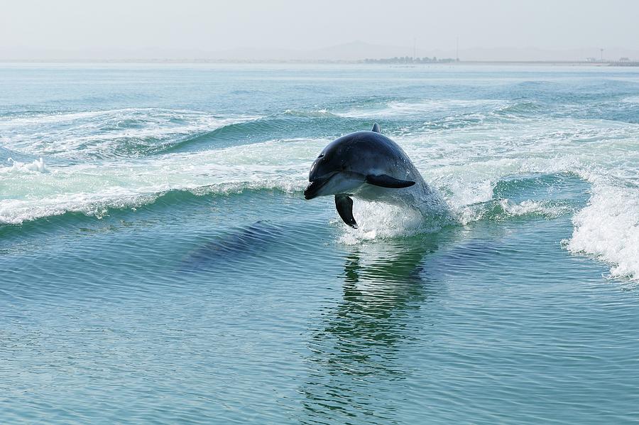 Beach Digital Art - Dolphins #1 by Heeb Photos