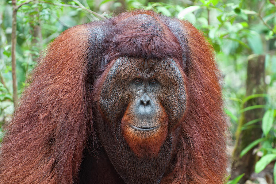 Dominant Male Orangutan #1 Photograph by Suzi Eszterhas
