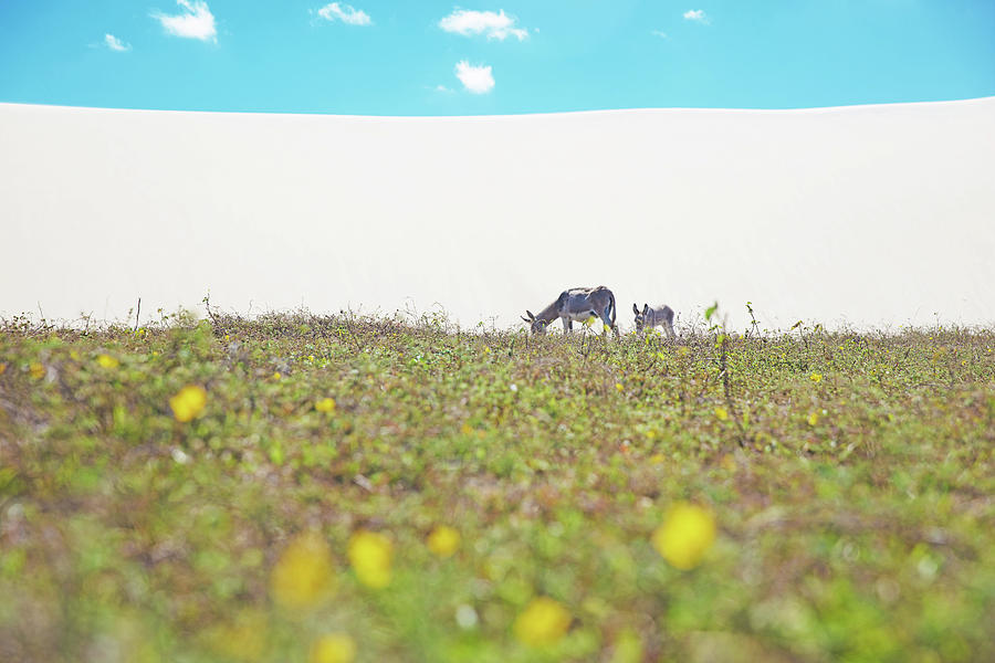 Wildlife Digital Art - Donkey And Foal Grazing In Jericoacoara National Park, Ceara, Brazil, South America #1 by Aziz Ary Neto