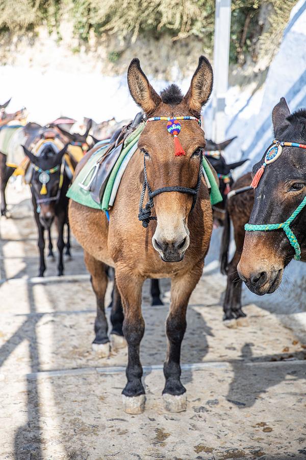 Greek Photograph - Donkey Taxis In Santorini, Greece #1 by Levente Bodo