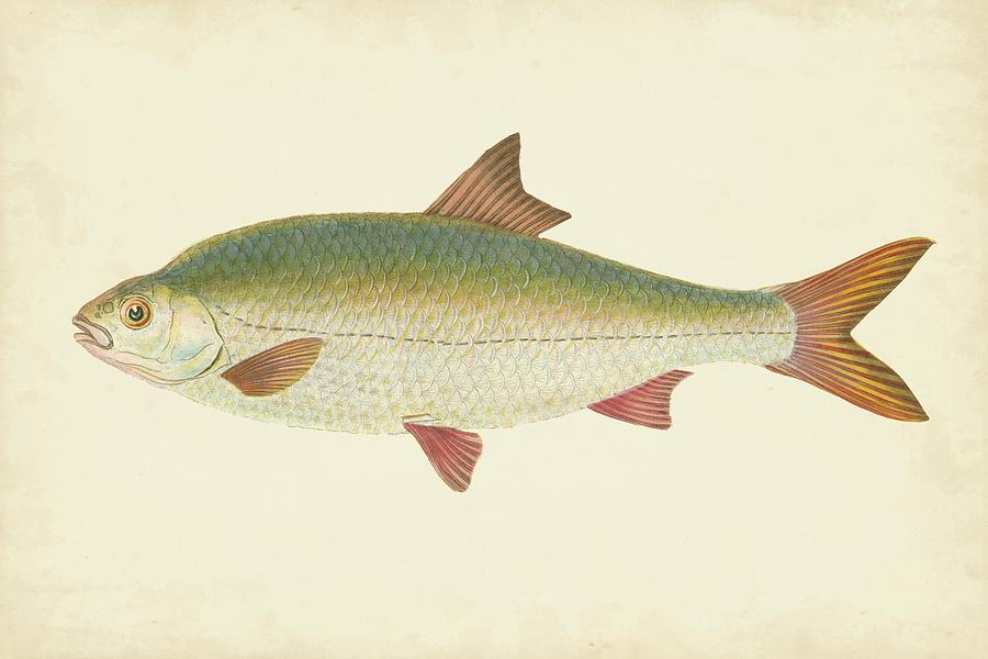 Donovan Antique Fish II Painting by Donovan - Fine Art America