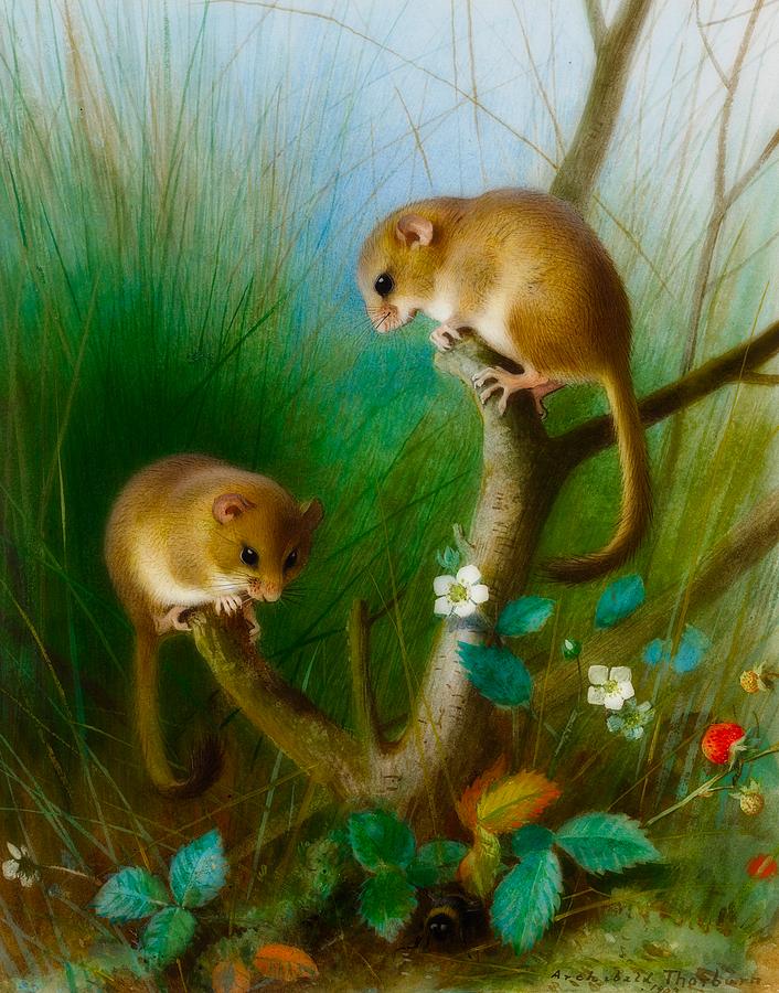 Mouse Painting - Dormice #1 by Mountain Dreams