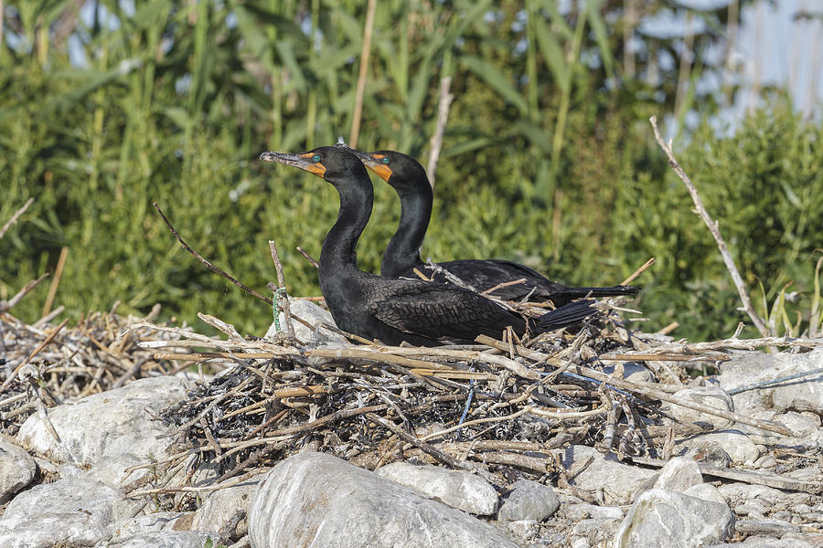 Double-crested Cormorants #1 Photograph by James Zipp