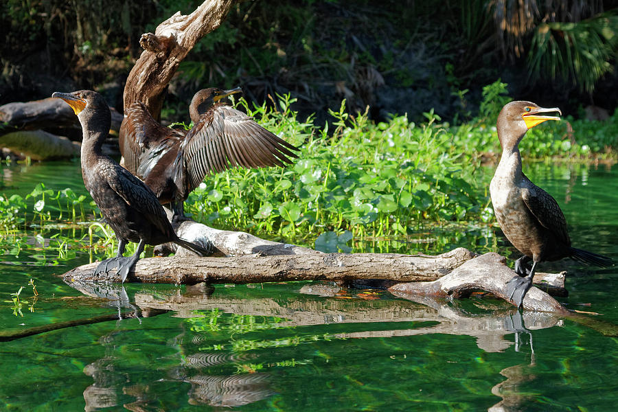 Double-Crested Cormorants #1 Photograph by Sally Weigand