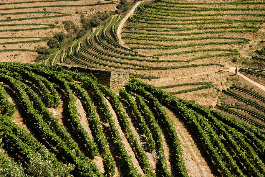 Douro Valley #1 Photograph by Luisportugal