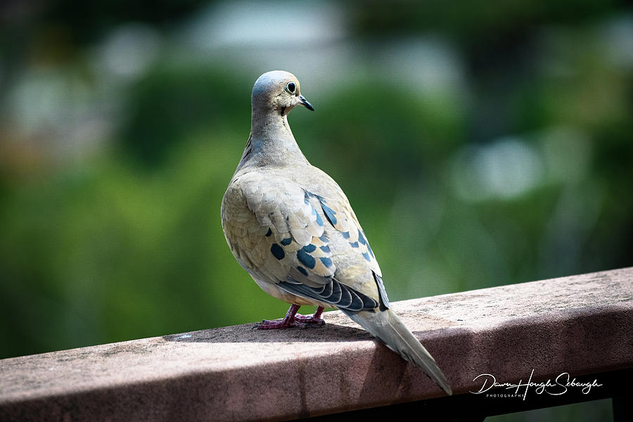 Dove On The Deck #1 Photograph by Dawn Hough Sebaugh