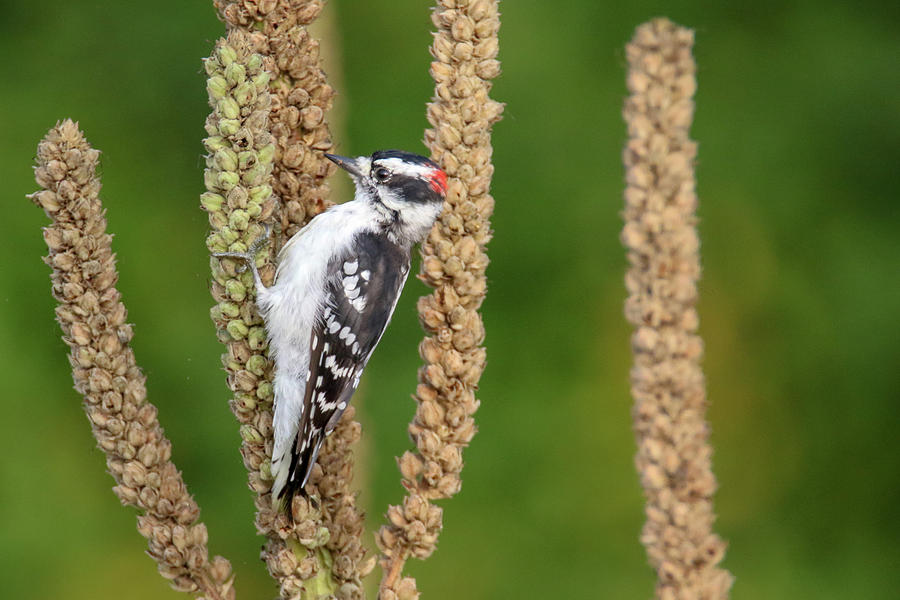 Downy Woodpecker #1 Photograph by Brook Burling