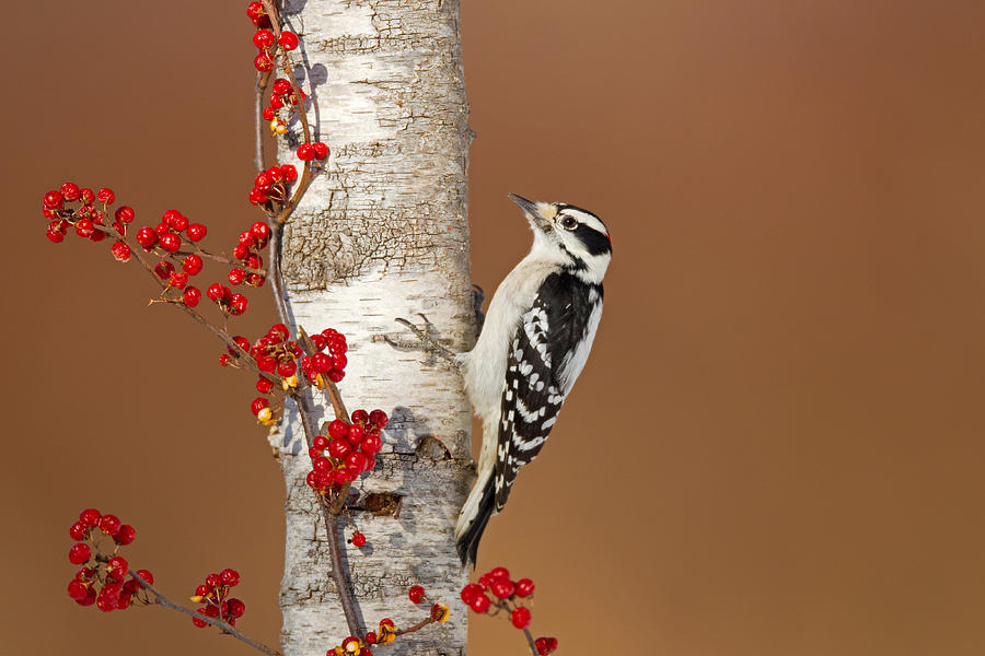 Downy Woodpecker #1 Photograph by James Zipp