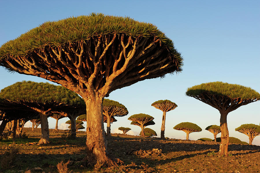 Dragon Trees, Yemen Digital Art By Bruno Morandi 