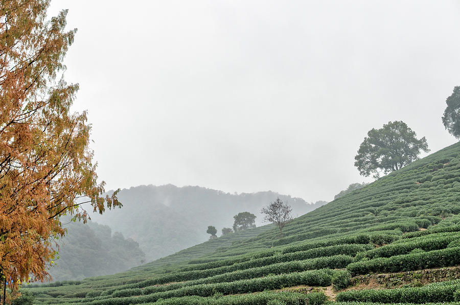 Dragon Wall Tea Plantation #1 Photograph by Nick Mares