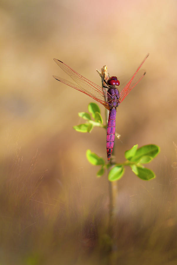 Nature Photograph - Dragonfly Holding On To A Branch #1 by Cavan Images