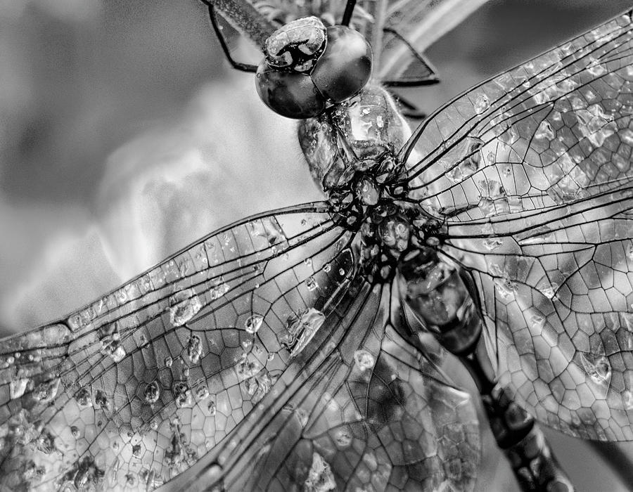 Dragonfly In Morning Dew #1 Photograph by Tim Fitzharris