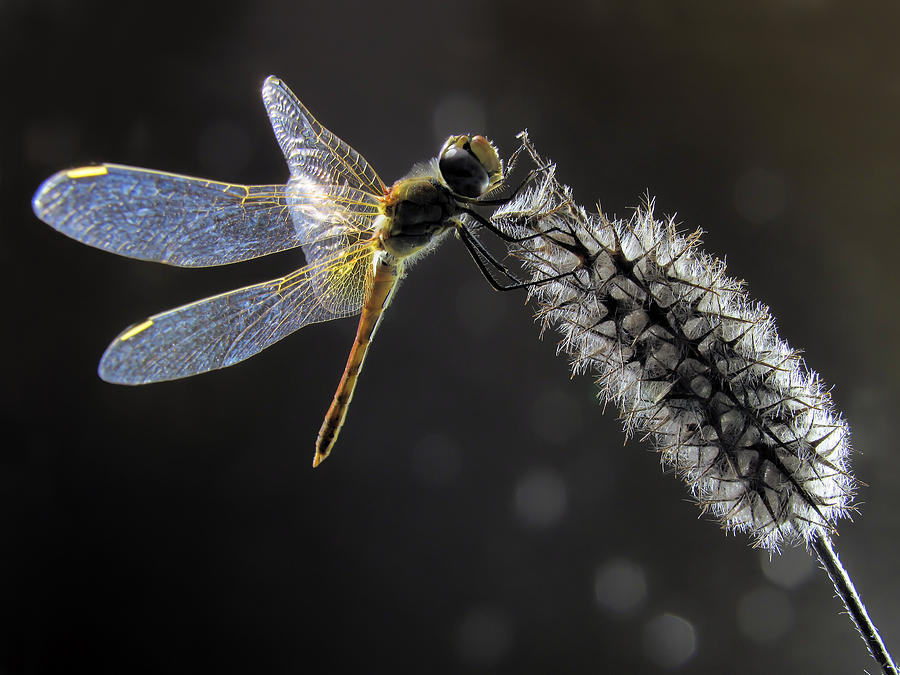 Insects Photograph - Dragonfly #1 by Jimmy Hoffman