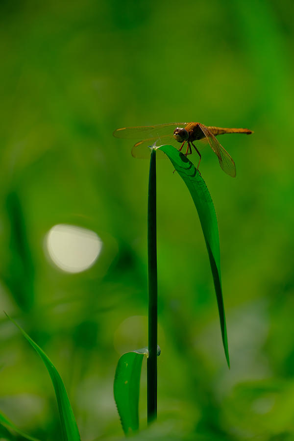 Animal Photograph - Dragonfly #1 by New Impressionist
