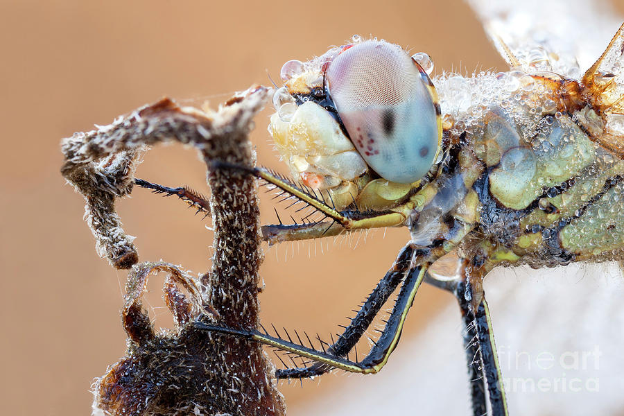 Dragonfly #1 Photograph by Science Photo Library Dragonfly #1 Photograph by Science Photo Library