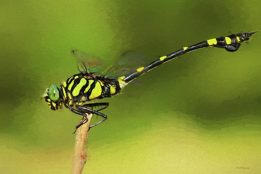 Dragonfly - Painting by Ericamaxine Price Dragonfly - Painting by Ericamaxine Price