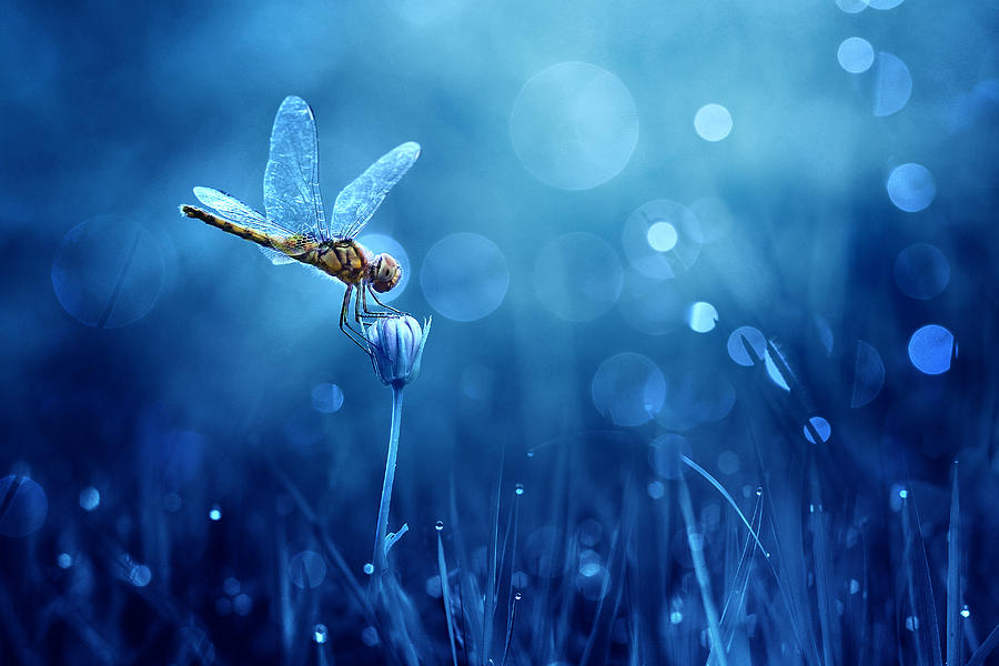 Insects Photograph - Dragonfly #1 by Ridho Arifuddin