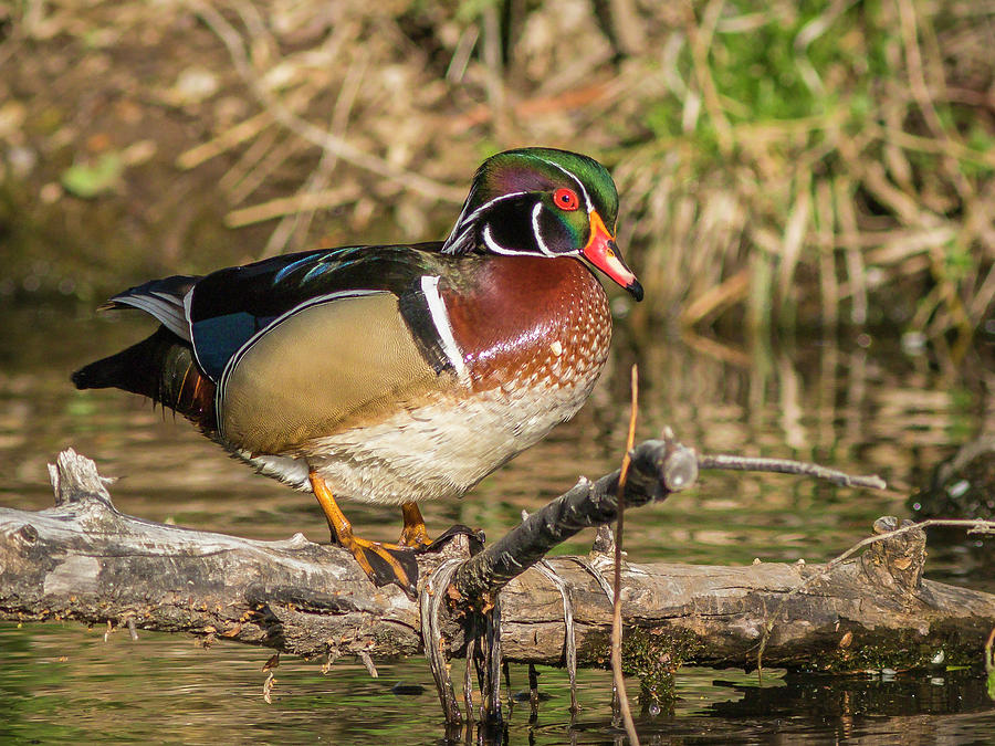 Drake Wood Duck #1 Photograph by Mark Mille