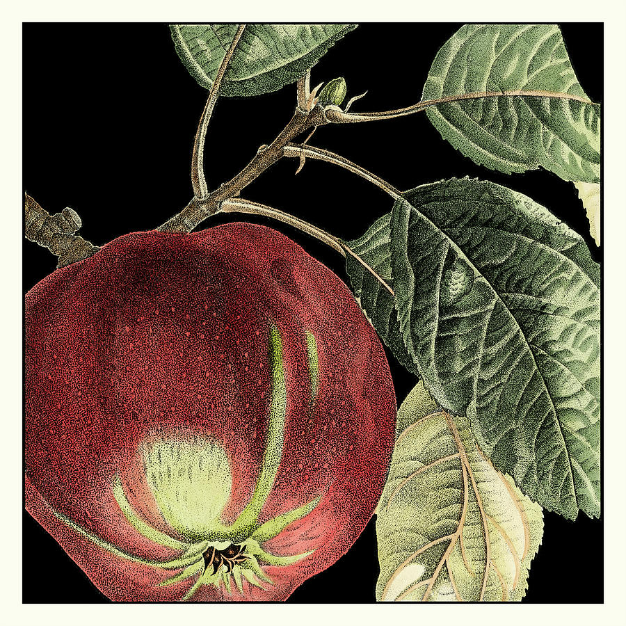 Dramatic Apple #1 Painting by Vision Studio - Fine Art America