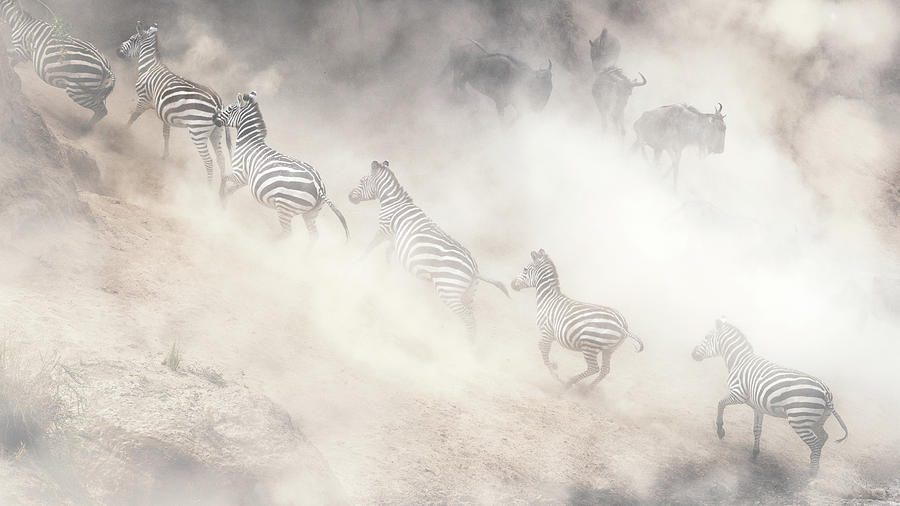 Dramatic Dusty Great Migration in Kenya Photograph by Good Focused