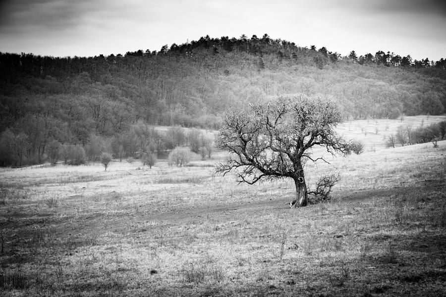 Nature Photograph - Dramatic Field Landscape, Tree #1 by Levente Bodo