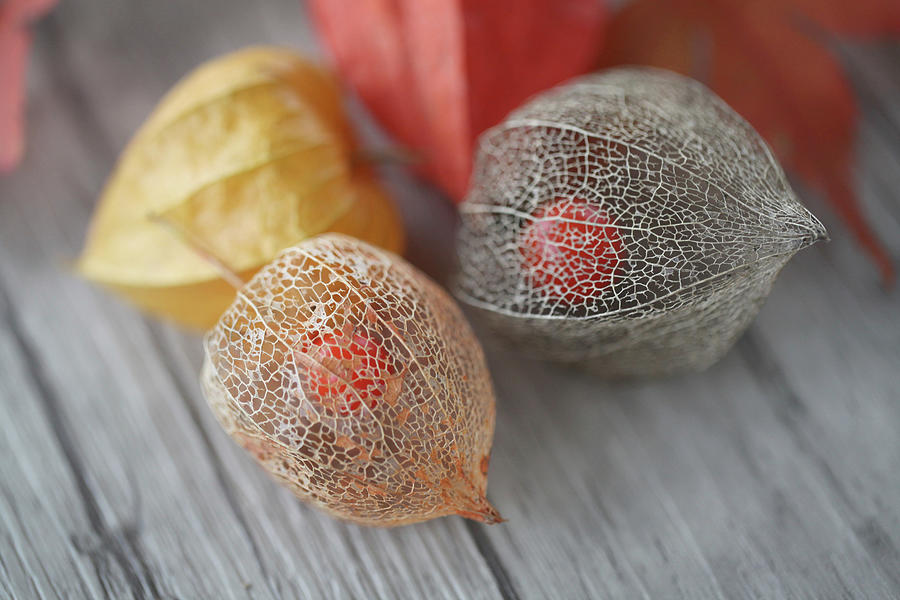 Dried Physalis Seed Pods With Berries Visible Inside #1 Photograph by Sonja Zelano