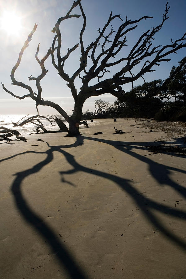 Driftwood Beach - Jekyll Island #1 Photograph by Bill Gozansky