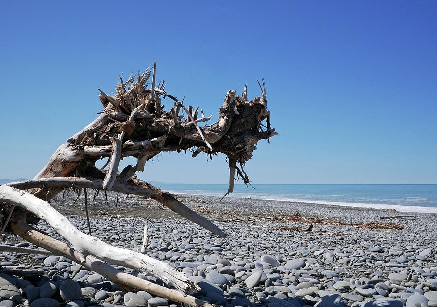 Driftwood, Hokitika, New Zealand Photograph by Martin Smith