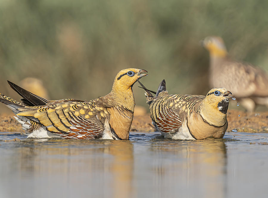 Drinking Birds #1 Photograph by Boris Lichtman