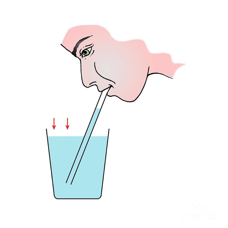 Drinking Through A Straw Photograph by Science Photo Library