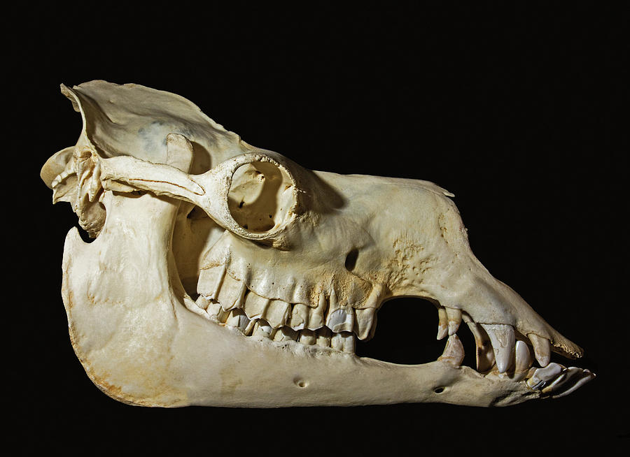 Dromedary Camel Skull #1 Photograph by Millard H. Sharp