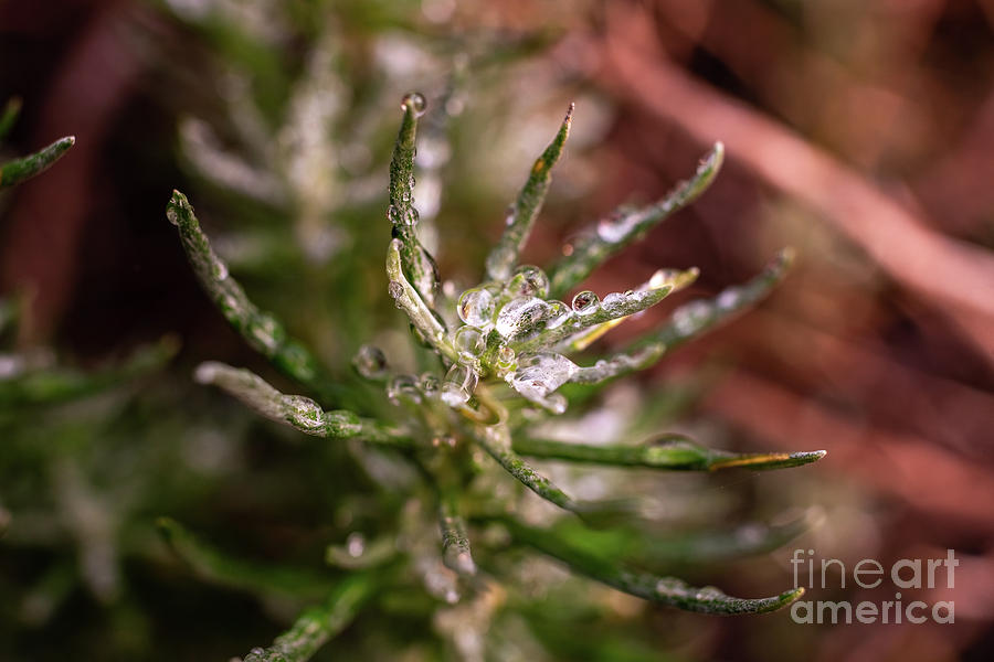 Drops of water from the dew on the leaves of a rosemary. #1 Photograph by Joaquin Corbalan